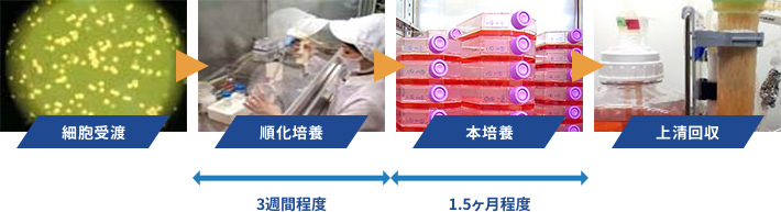 高密度大量培養による抗体作製サービスのイメージ図