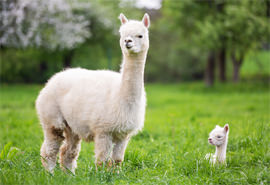 アルパカVHH抗体作製のイメージ写真