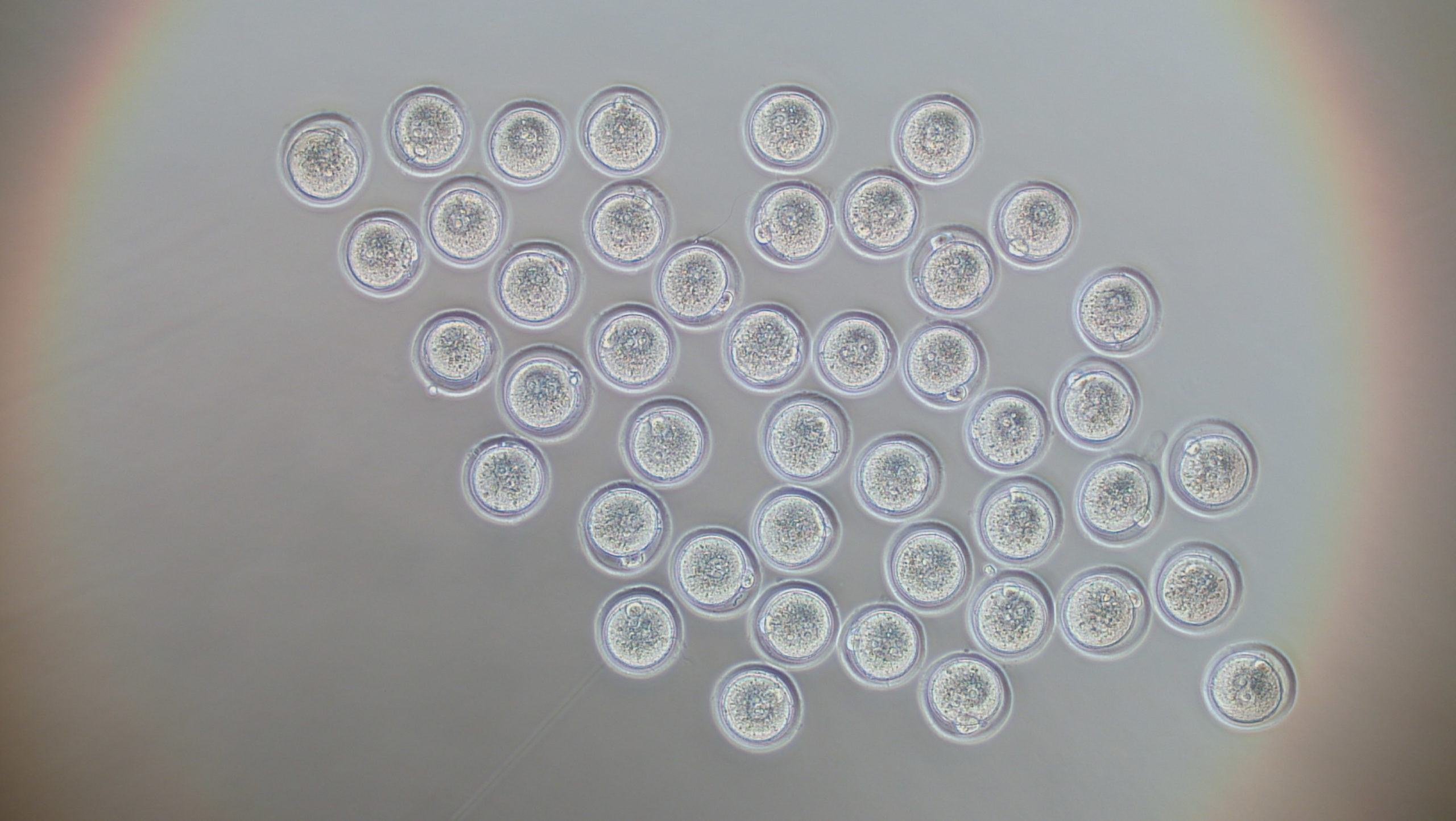 マウス ラット凍結受精卵 凍結胚 生殖工学関連製品 生命の進化と多様性を考えるアーク リソース