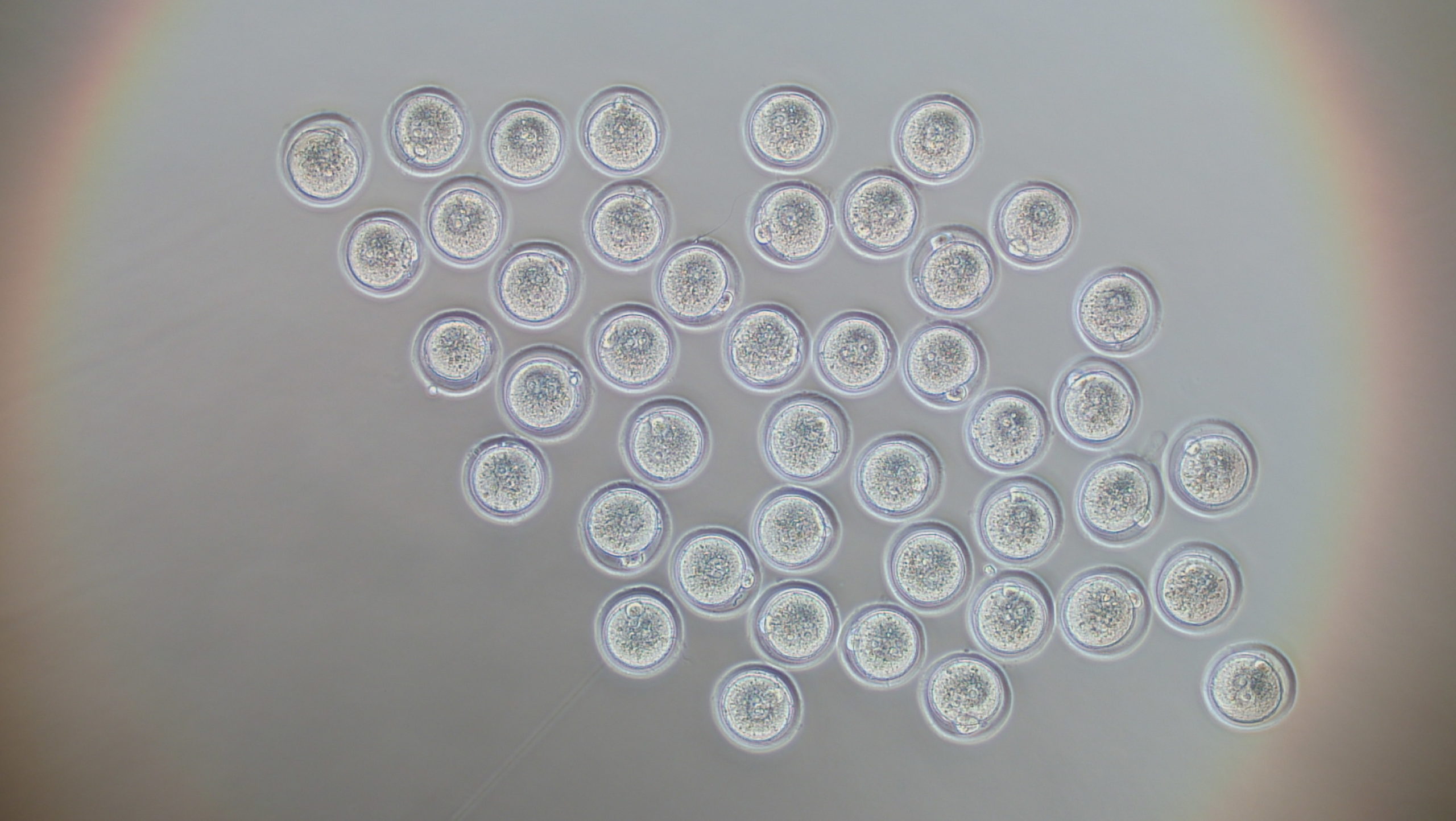 マウス ラット凍結受精卵 凍結胚 生殖工学関連製品 生命の進化と多様性を考えるアーク リソース マウス ラット凍結受精卵 凍結胚 生殖工学関連製品 生命の進化と多様性を考えるアーク リソース